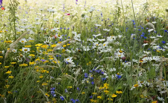 Eine Blumenwiese als Insektenparadies